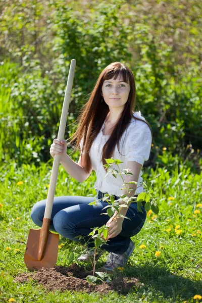 スグリの植栽の女性 — ストック写真
