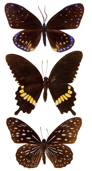 Zestaw egzotyczny motyl — Zdjęcie stockowe