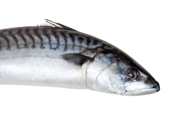 Mackerel fish — Stock Photo, Image