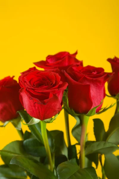 stock image Bouquet of scarlet roses