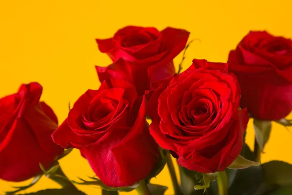 Stock image Bouquet of scarlet roses