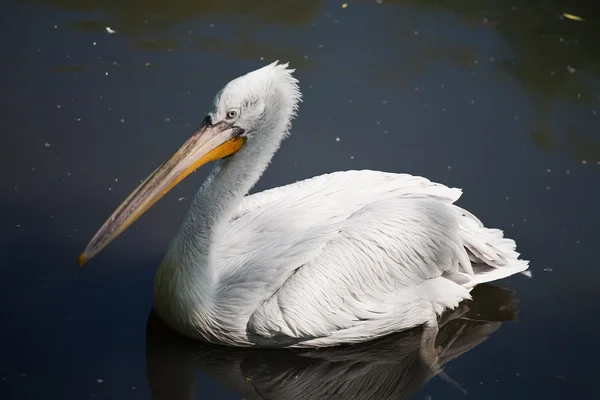 White large pelican — Stock Photo, Image
