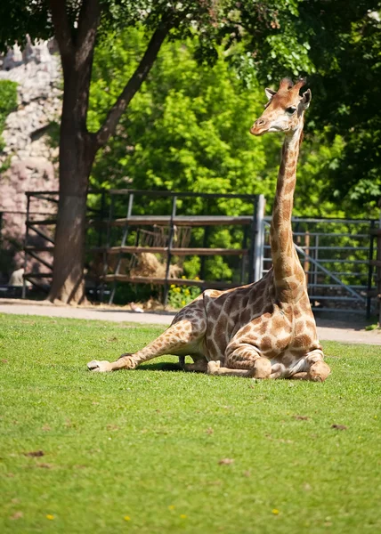 Girafe au repos — Photo