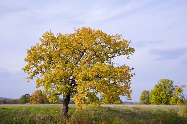 Осенний пейзаж с дубом — стоковое фото