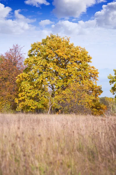 Jedno cudowne drzewo jesień — Zdjęcie stockowe