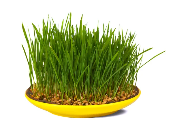 Gras van tarwe geteeld — Stockfoto