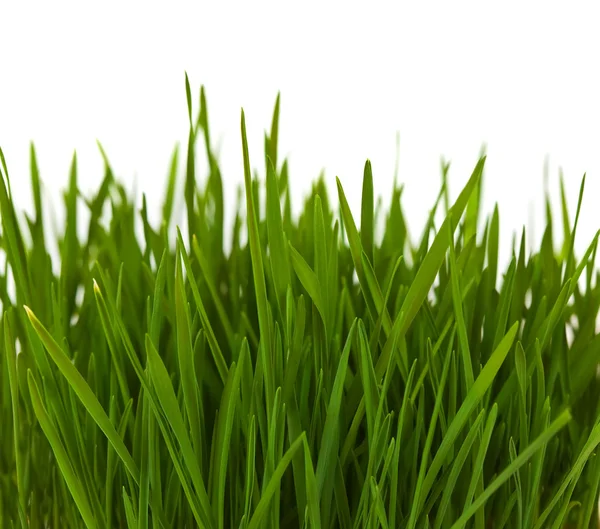 Frontera de hierba — Foto de Stock