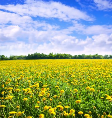 Summer landscape with dandelions meadow clipart