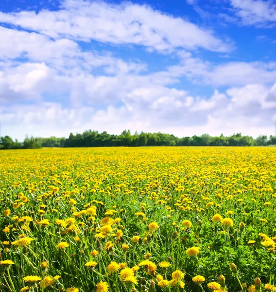Summer landscape with dandelions meadow — Stockfoto