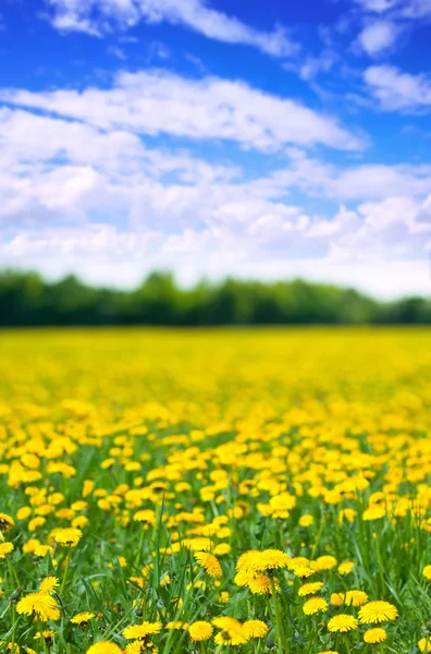 Summer dandelions meadow — Stock Photo, Image
