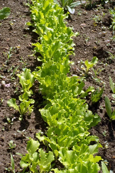 Rozsadnik warzyw — Zdjęcie stockowe