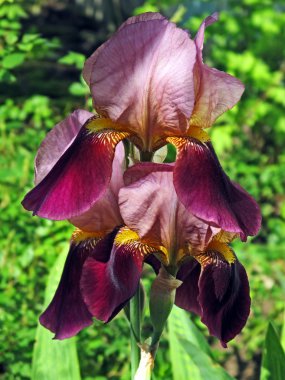 Violet iris clipart