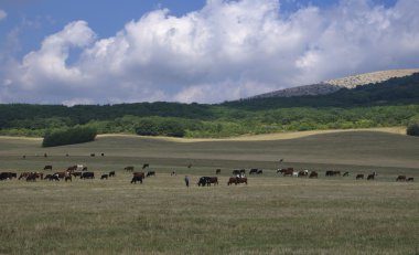 İnekler sürüsü