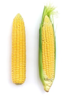 Isolated corn clipart