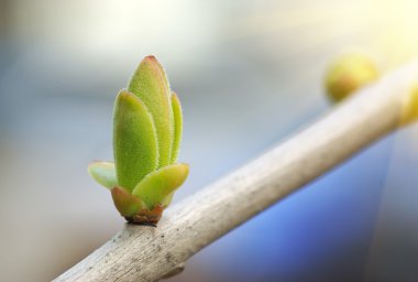 Spring bud clipart