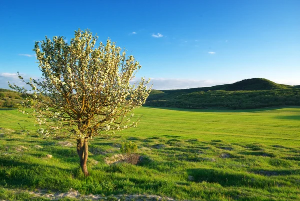 Árvore de primavera no prado verde — Fotografia de Stock