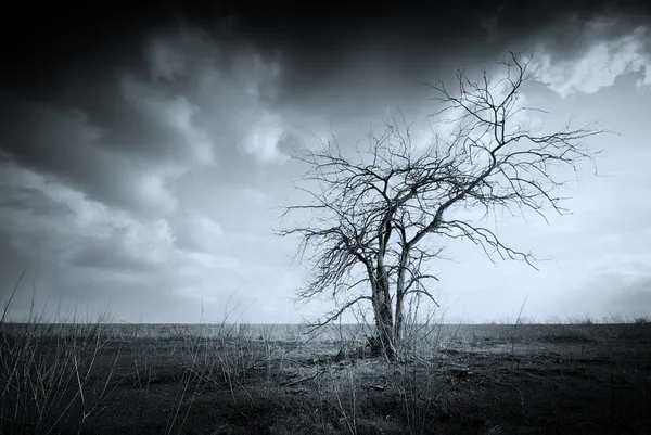 Samotny Zmarłe drzewo — Zdjęcie stockowe