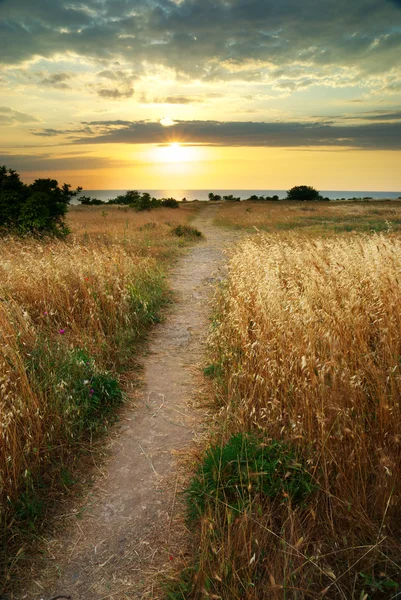 Stock image Summer sunset.