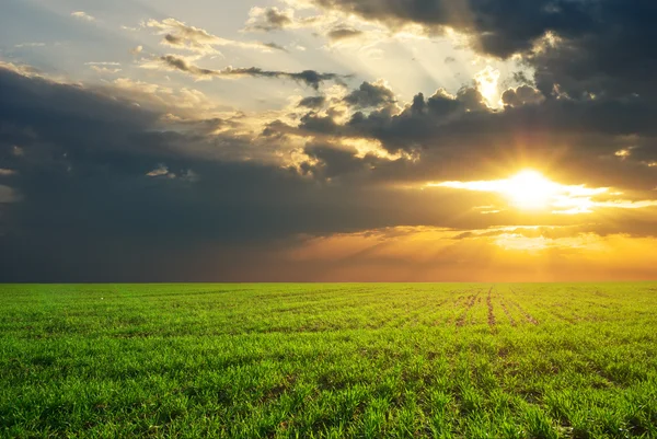 stock image Green meadow