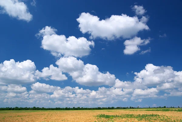 stock image Spring meadow