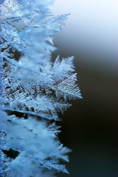 霜のマクロ — ストック写真