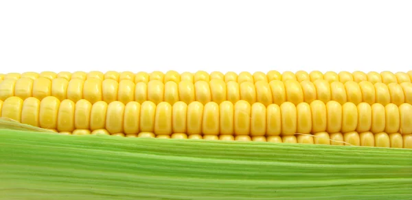 Ізольована кукурудзи — стокове фото