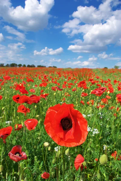 Big meadow of poppies — Stock Photo, Image