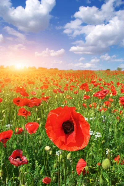 Big meadow of poppies — Stock Photo, Image
