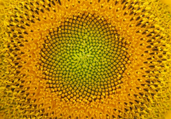 Sunflower texture — Stock Photo, Image