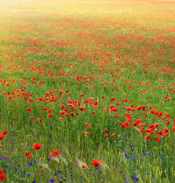 stock image Poppy meadow