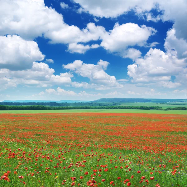 大草地上的 poppys — 图库照片