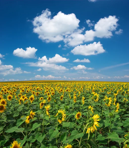 Big field of sunflowers — Stock Photo, Image