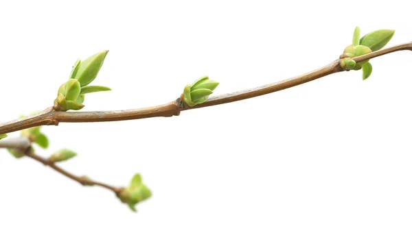 Isolated branch and buds — Stock Photo, Image