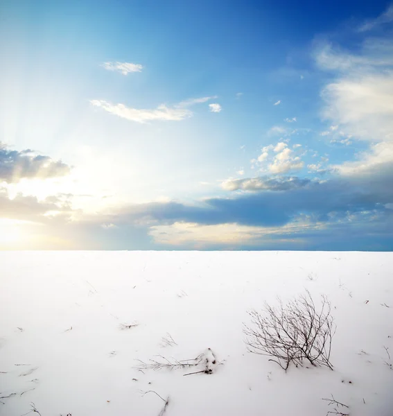 Plaine d'hiver — Photo