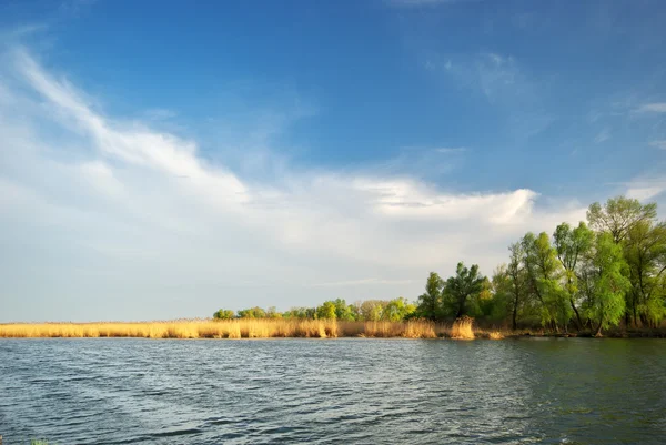 Rivier en spring bos — Stockfoto