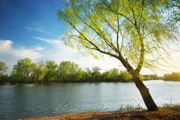 Árbol de primavera en el río — Foto de Stock