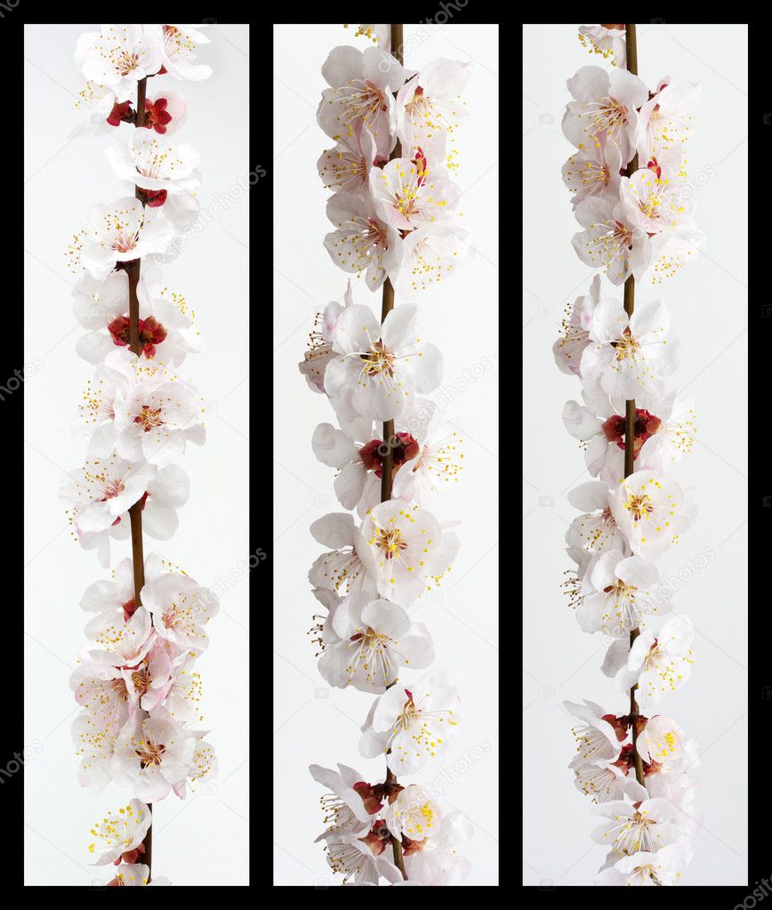 Collection of sakura branch