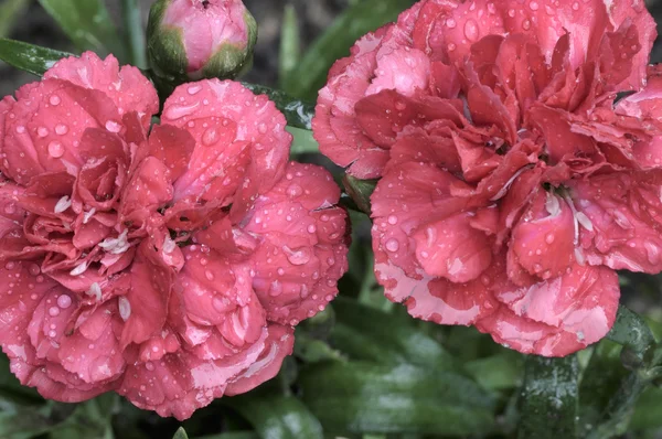 Hermosas flores de clavel — Foto de Stock