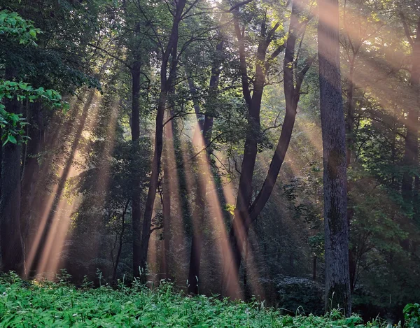 Sluneční paprsky přes zamlžené lesních — Stock fotografie