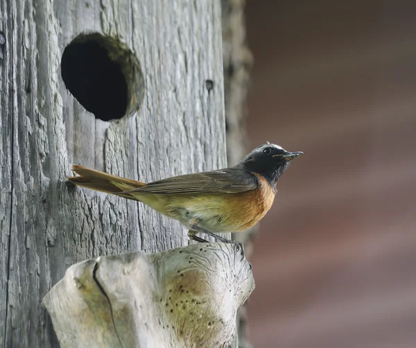 stock image European robin