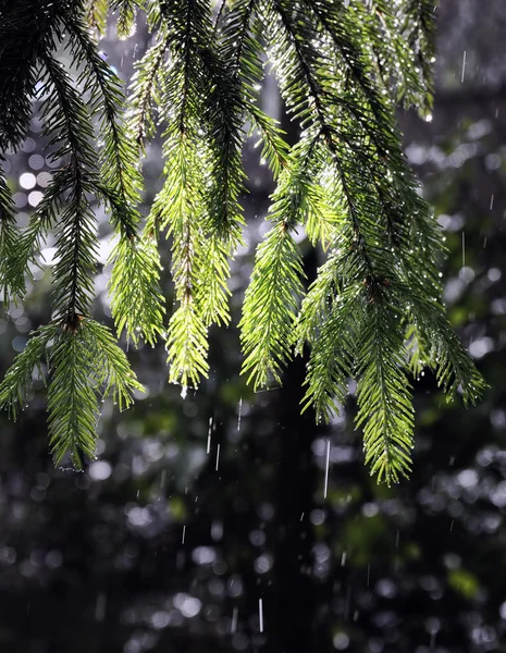 stock image Sunshine and rain