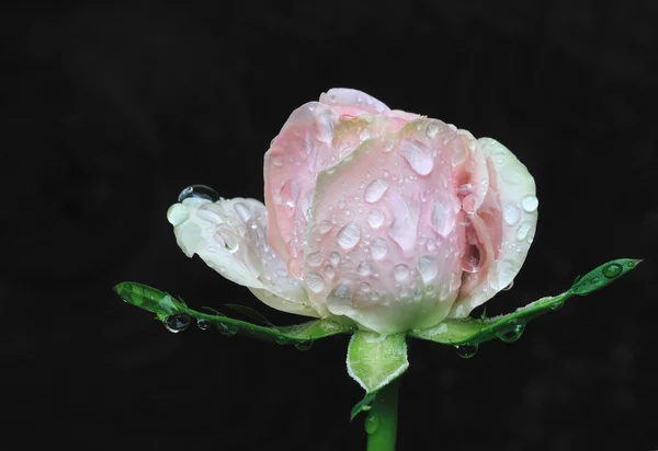 玫瑰花蕾上一个黑的背景 — 图库照片
