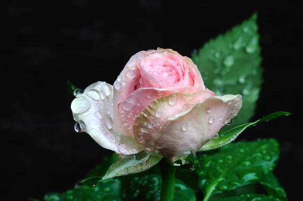 暗い背景上のバラのつぼみ — Stock fotografie