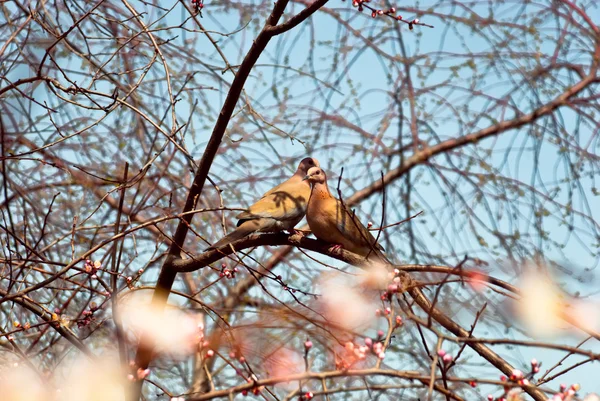 산 비둘기 한 쌍 — 스톡 사진