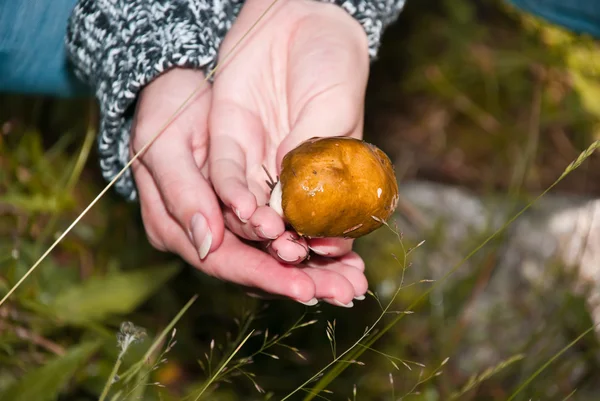 Beautiful brown mushroom in hand — Stock Photo, Image