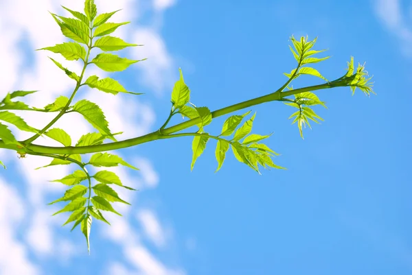 Grüne Blätter auf einem Zweig — Stockfoto