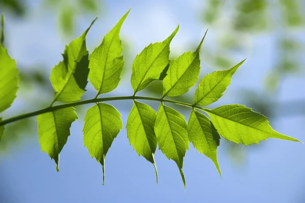 Grüne Blätter auf einem Zweig — Stockfoto