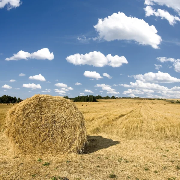 Hay stacks in autumn under blue skies — Stock Photo, Image