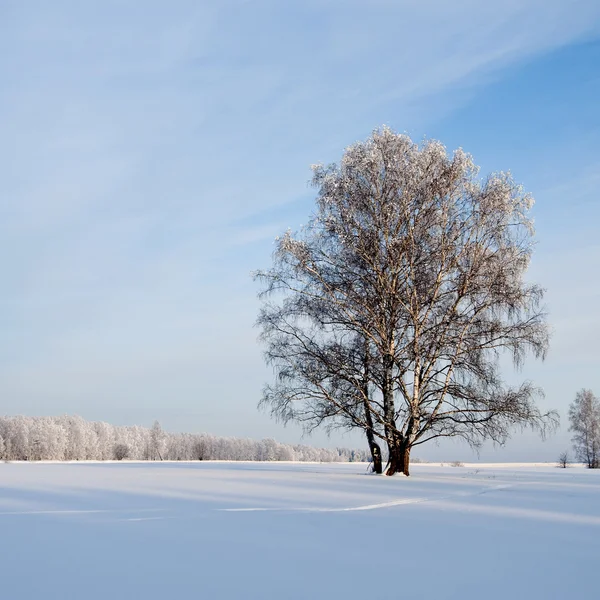 Albero congelato sul campo invernale — Foto Stock