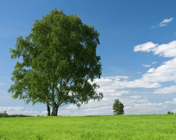 Träd och blå himmel — Stockfoto